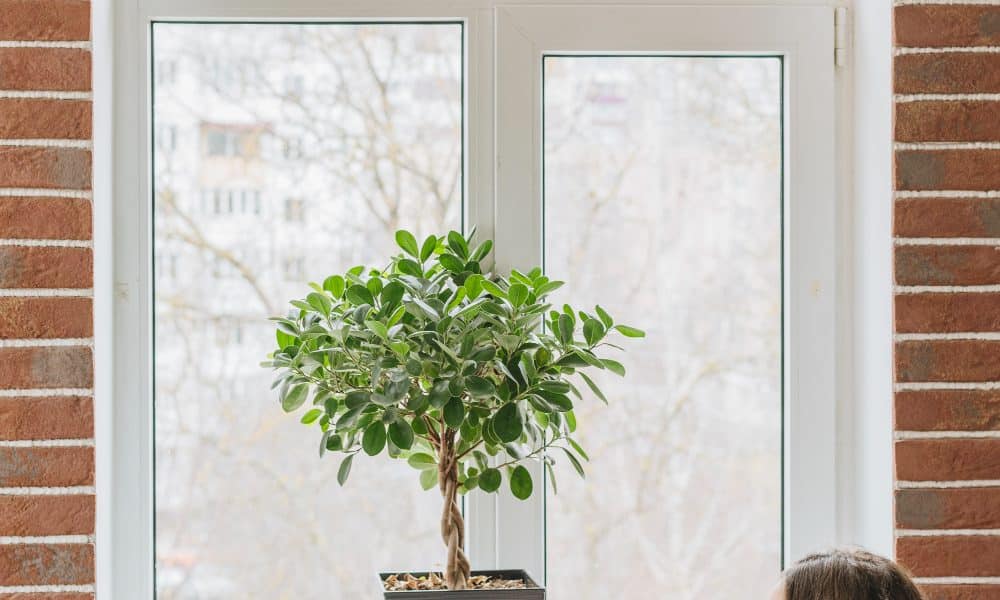 A woman in red enjoys her meal at a table by a window with a potted plant, the graceful lines of the shaped windows perfectly framing the scene. A woman in red enjoys her meal at a table by a window with a potted plant, the graceful lines of the shaped windows perfectly framing the scene.